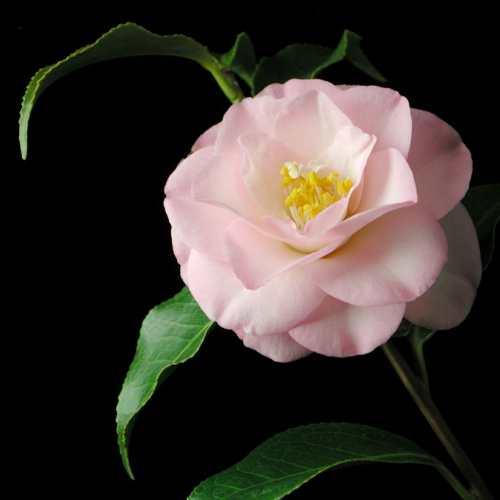 Camellia_japonica_Shirohagoromo_edagawari.jpg