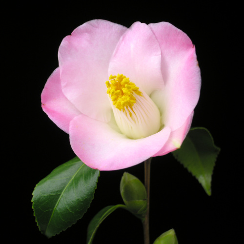 Camellia_japonica_Shuran.jpg