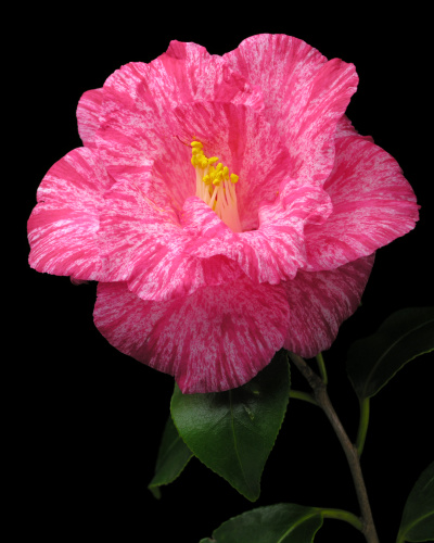 Camellia_japonica_Soshiarai.jpg