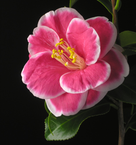 Camellia_japonica_TamaAmericana.jpg