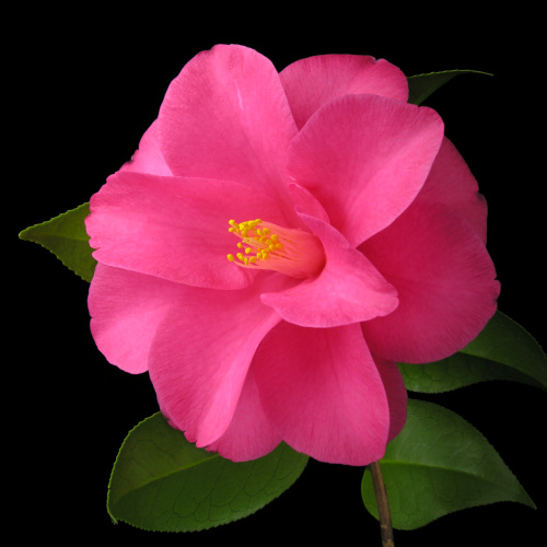 Camellia_japonica_Tennyonomai.jpg
