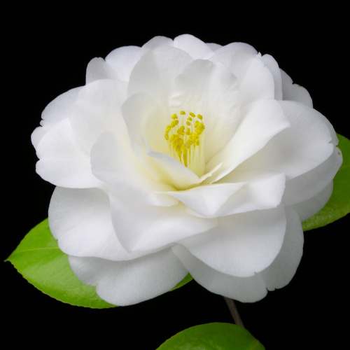 Camellia_japonica_Tokinohagasane.jpg