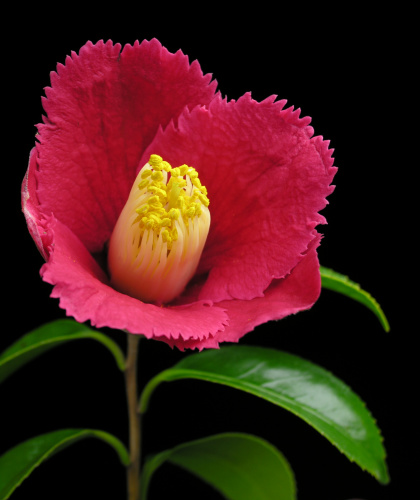 Camellia_japonica_Tokonatsu.jpg