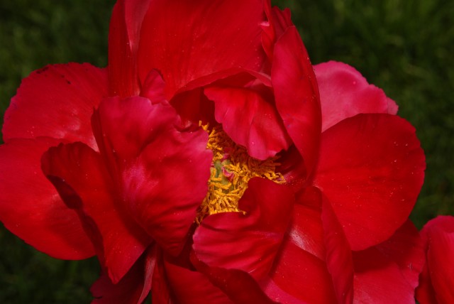 Paeonia 'Carina'.jpg