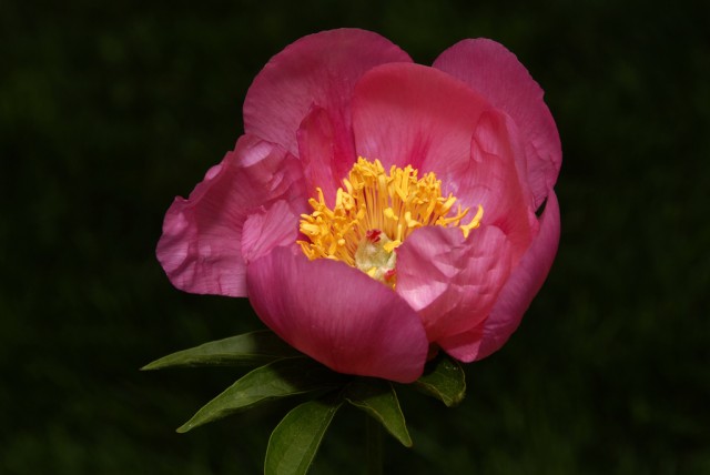 Paeonia 'Firelight'.jpg