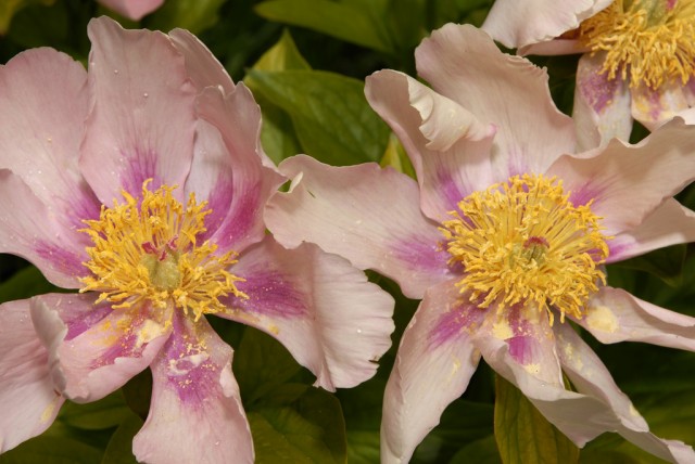 Paeonia 'Golden Frolic'.jpg