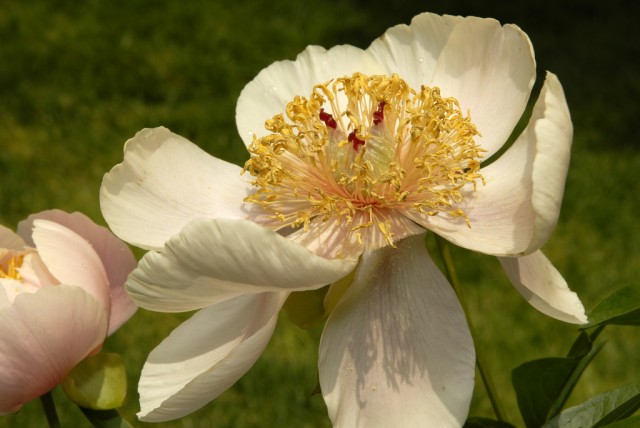 Paeonia 'Golden Wings'.jpg