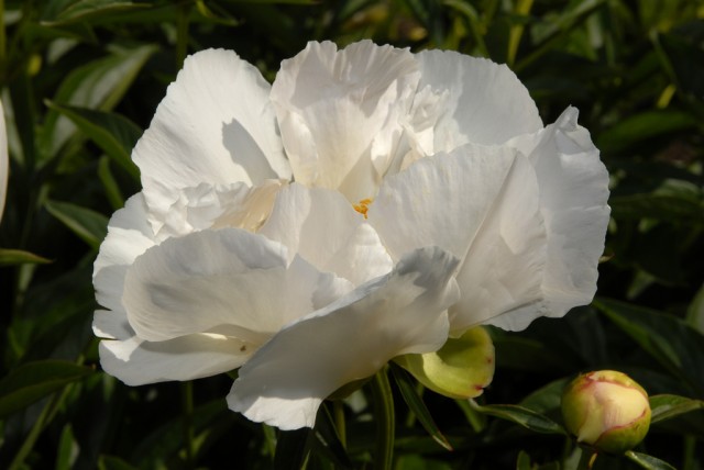 Paeonia lactiflora 'Krinkled White'.jpg