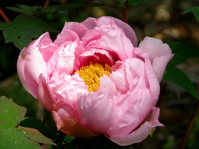 Paeonia suffruticosa2.jpg