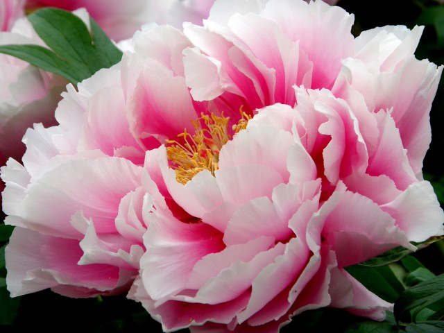 Paeonia suffruticosa4.jpg