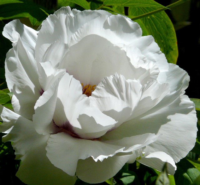 Paeonia suffruticosa 3.jpg