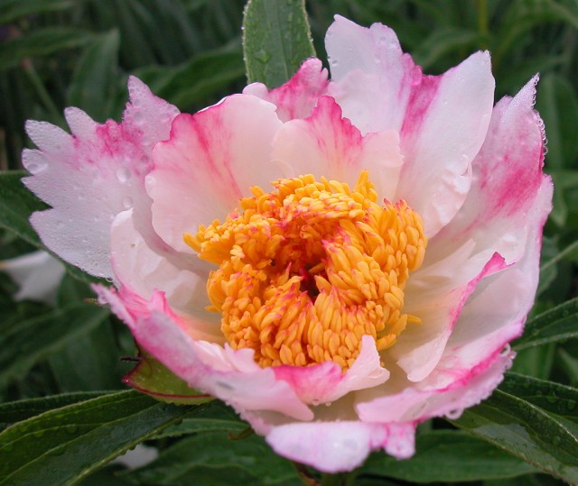 Paeonia 'White Wings' sport with pink.jpg