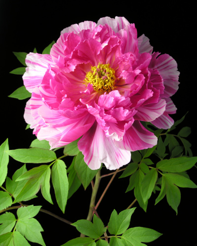 Paeonia_suffruticosa_Seidai.jpg