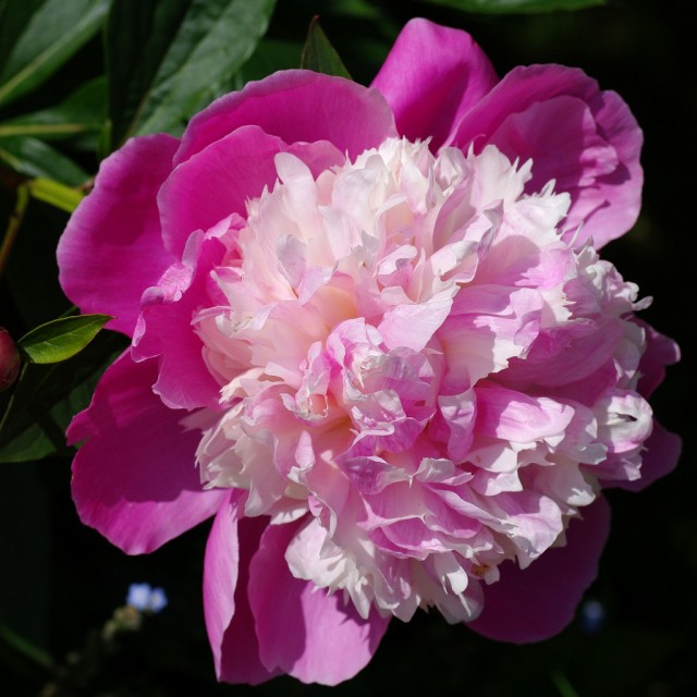 Peony 1.jpg