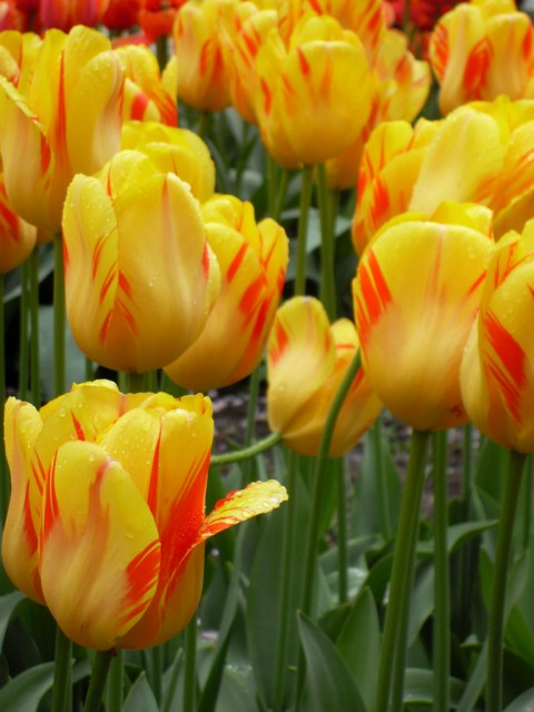 tulip3.jpg