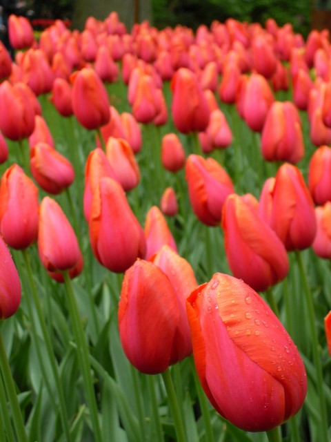 tulip6.jpg