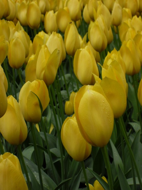 tulip7.jpg