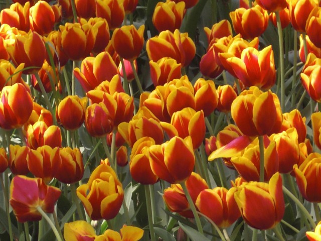 tulip 14.jpg