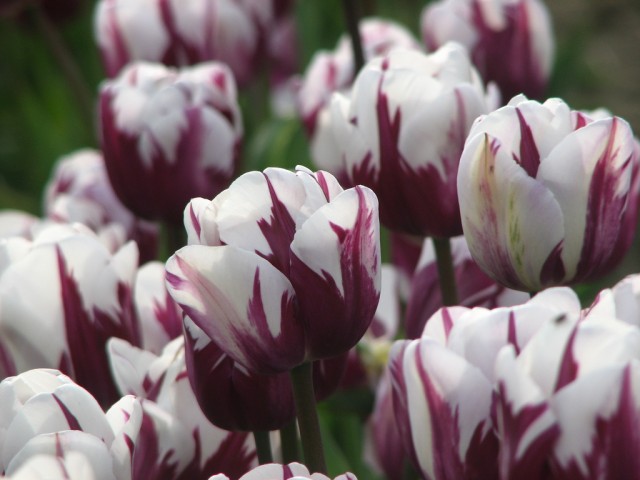 tulip 19.jpg