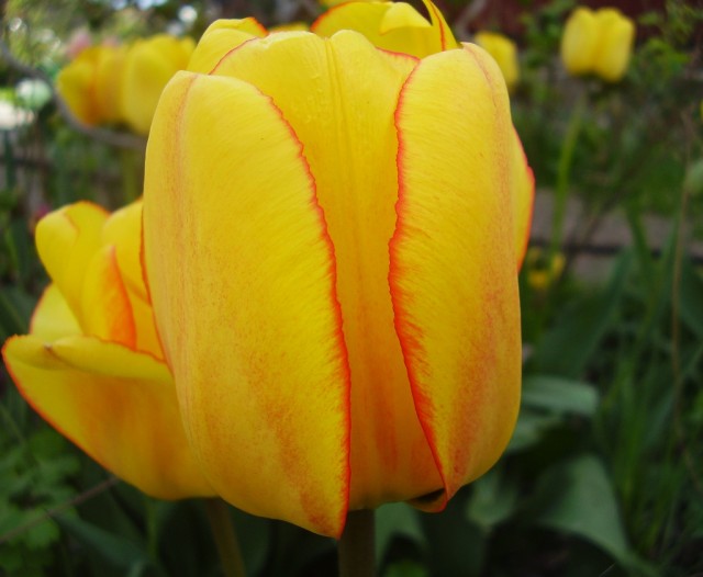 Tulipa Darwinhybrid-group 'Blushing Apeldoorn'.jpg
