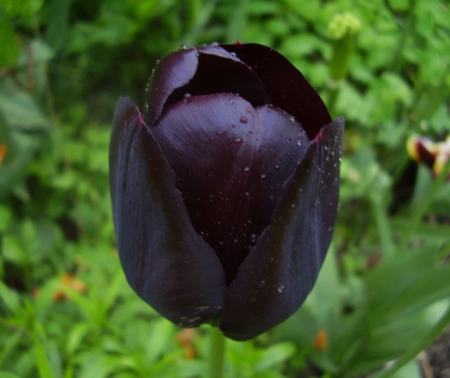 Tulipa gesneriana 'Queen of Night', Late Single-Group.jpg