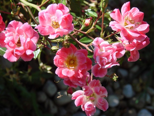 Beautiful pink roses.jpg