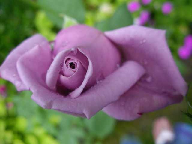 Blue Moon Hybrid Tea Rose.jpg