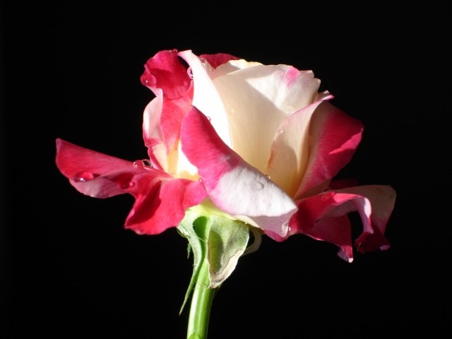 Double Delight Rose 1.jpg