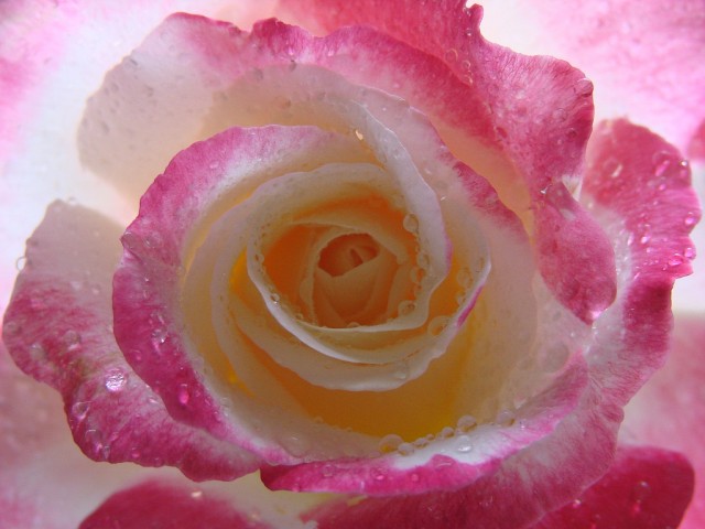 Double Delight Rose - interior shot.jpg