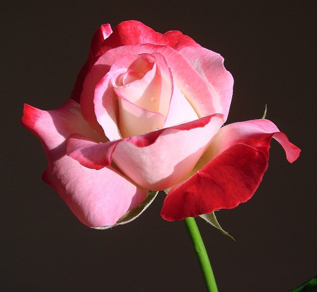 Double Delight Rose under sunlight.jpg