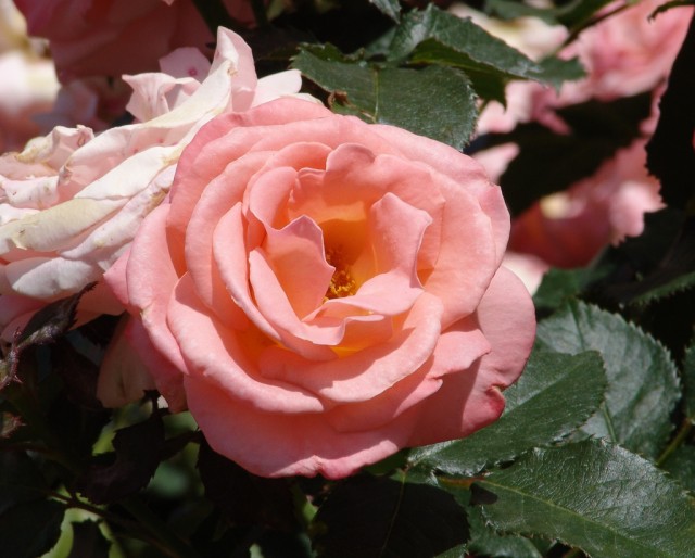 Floribunda Rose 'Bill Warriner'.jpg