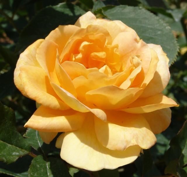 Floribunda Rose 'Honey Perfume'.jpg