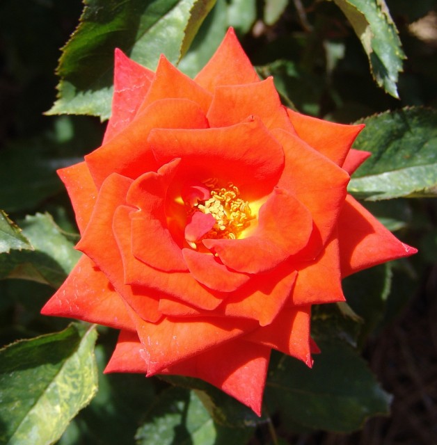 Grandiflora Rose 'Prominent'.jpg