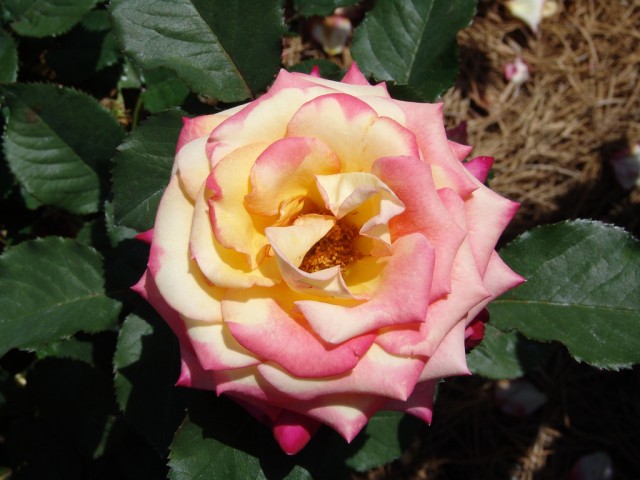 Hybrid tea rose 'Dream come true'.jpg