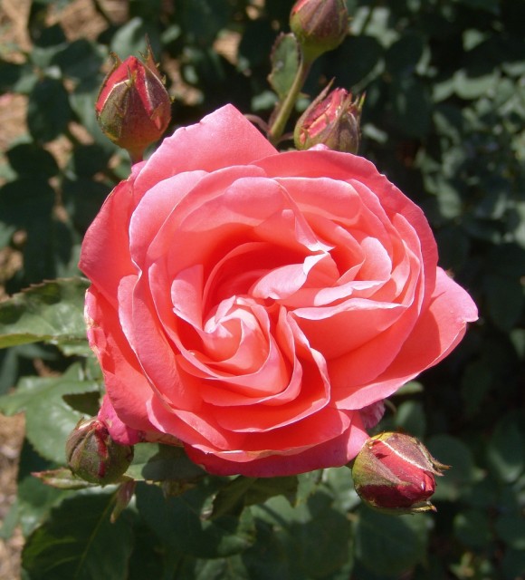 Hybrid Tea Rose 'Sheila's Perfume Rose'.jpg