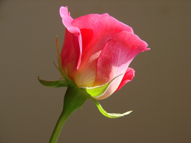Miss Behavin' pink rose.jpg