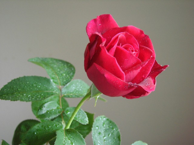 Mr. Lincoln red rose.jpg