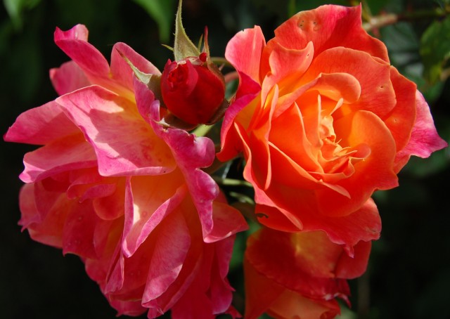 Old Garden Roses.jpg