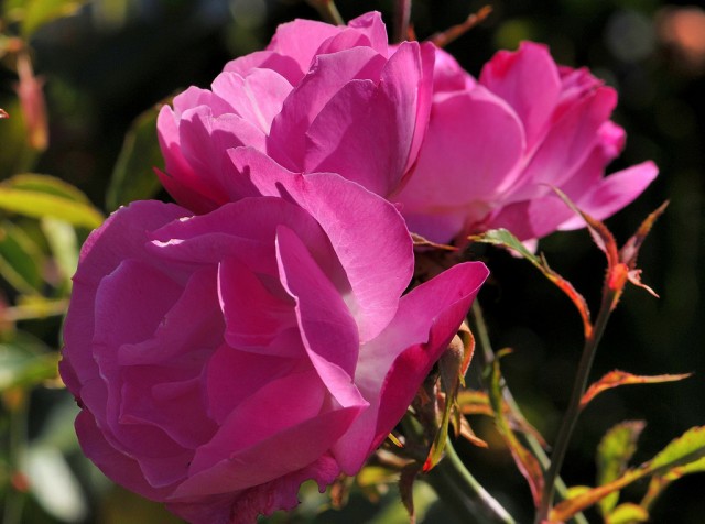 Rosa 'Old Blush'.jpg