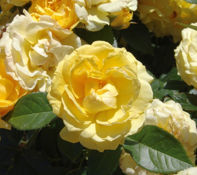 Rose Floribunda 'Julia Childs'.jpg