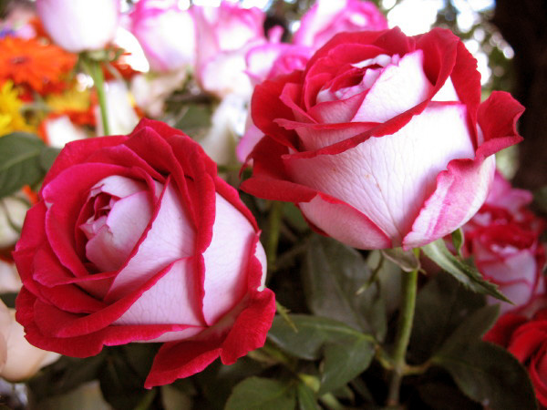 Rose two colors.jpg