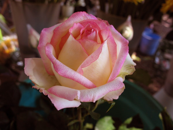 Rose two colors2.jpg