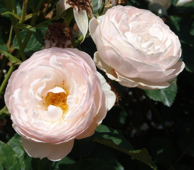 Shrub Rose 'Heritage'.jpg