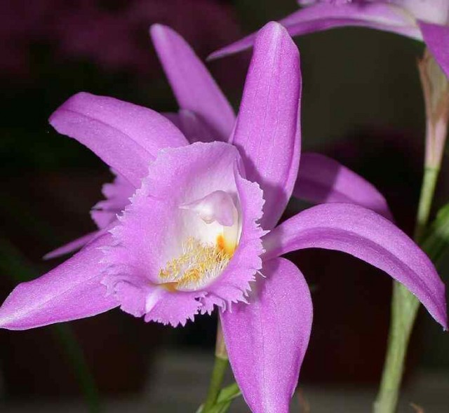 Pleione aurita.jpg