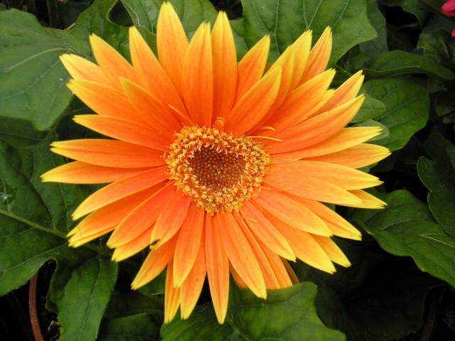 yellow Gebera Daisy.jpg