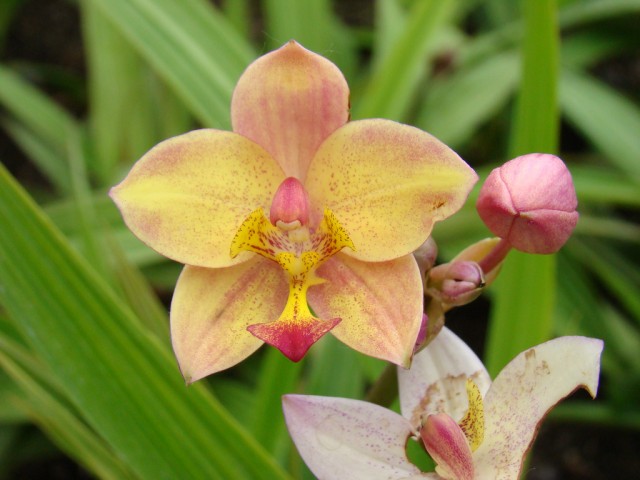 Orchid, Spathoglottis cv..jpg