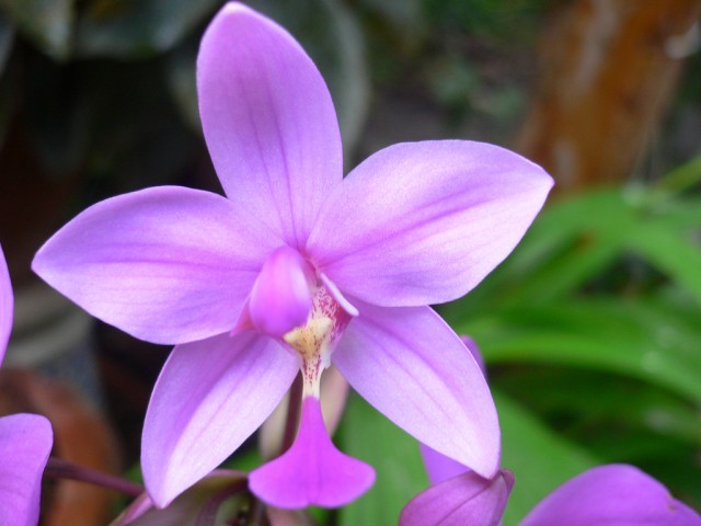 pink spathoglottis.jpg