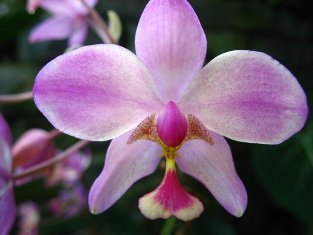 Rose orchid flower - Spathoglottis.jpg