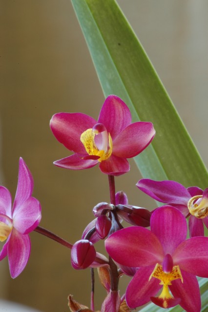 spathoglottis1.jpg