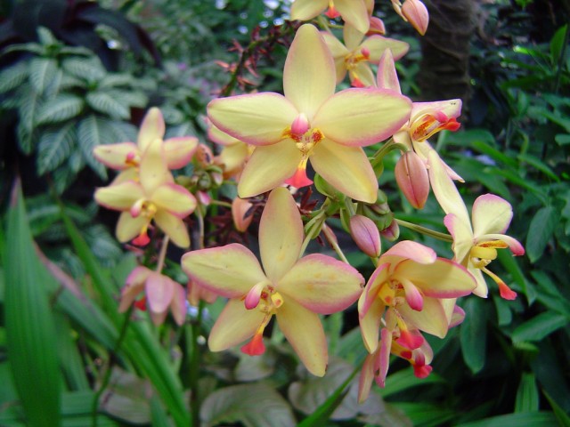 Spathoglottis3.jpg